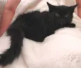 Joaquim