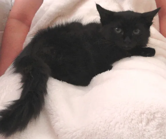 Gato ra a SRD idade 2 a 6 meses nome Joaquim