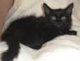 Joaquim
