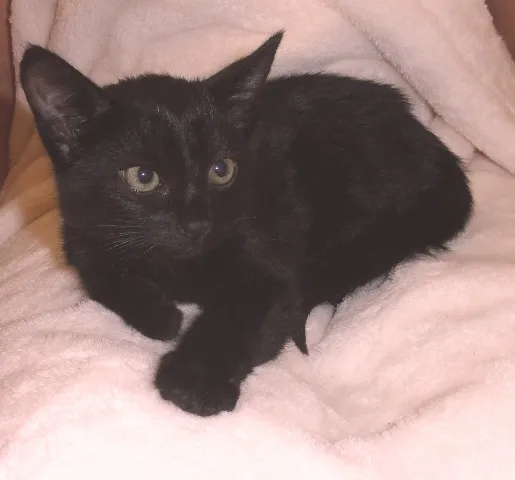 Gato ra a SRD idade 2 a 6 meses nome Ébano