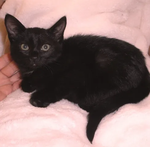 Gato ra a SRD idade 2 a 6 meses nome Ébano