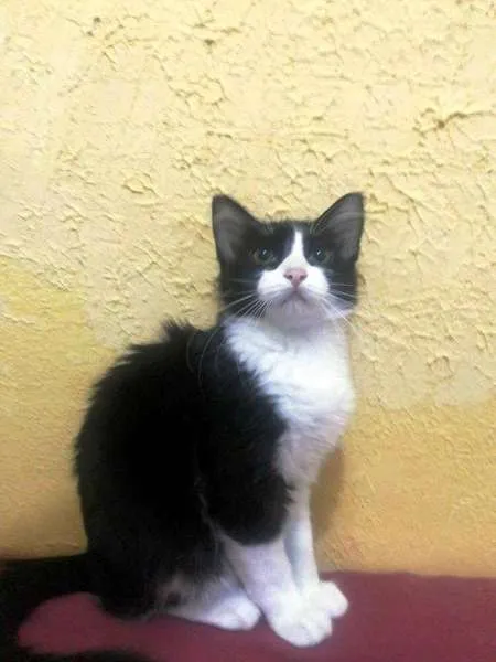 Gato ra a SRD idade 2 a 6 meses nome Kika