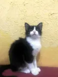 Kika