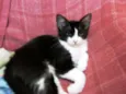 Kika