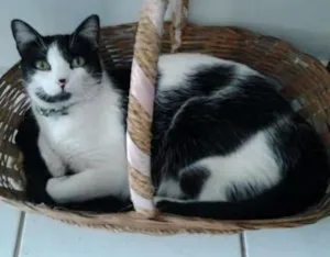 Gato raça mestiço idade 6 ou mais anos nome Kitty