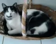Kitty