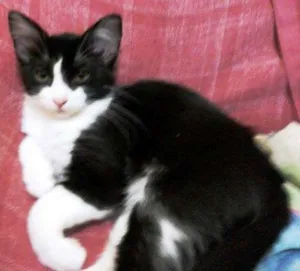 Gato raça SRD idade 2 a 6 meses nome Kika