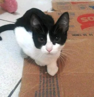 Gato raça SRD idade 2 a 6 meses nome Lili