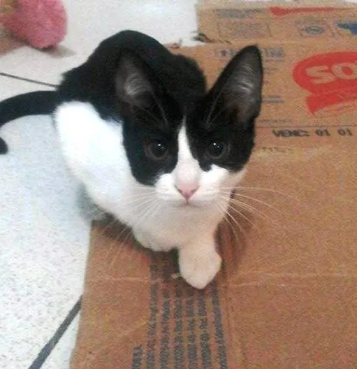 Gato ra a SRD idade 2 a 6 meses nome Lili