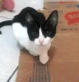 Lili