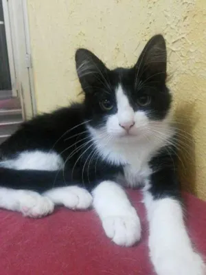 Gato raça SRD idade 2 a 6 meses nome Tom