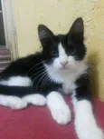 Tom