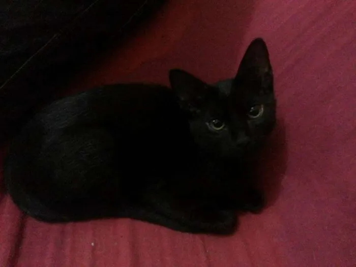 Gato ra a SRD idade 2 a 6 meses nome Kim