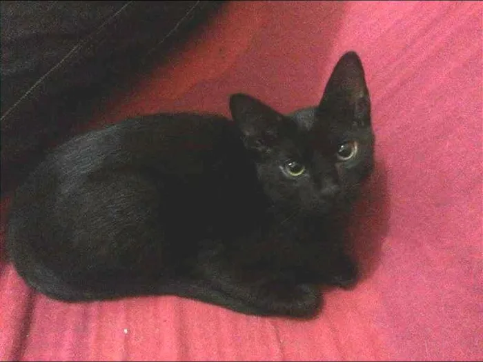 Gato ra a SRD idade 2 a 6 meses nome Kim