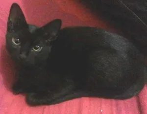 Gato raça SRD idade 2 a 6 meses nome Kim