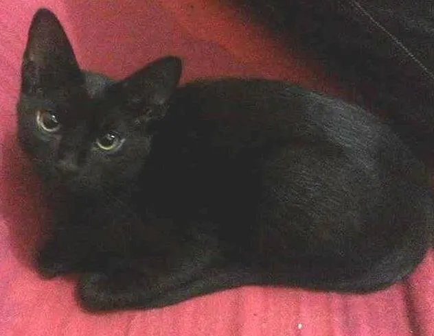 Gato ra a SRD idade 2 a 6 meses nome Kim