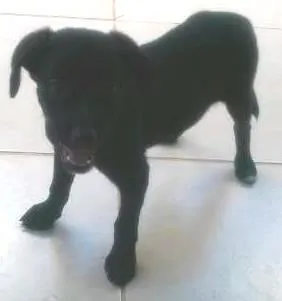 Cachorro ra a SRD idade 7 a 11 meses nome Marley