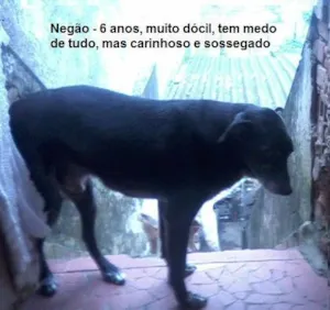 Cachorro raça SRD idade 6 ou mais anos nome NEGÃO