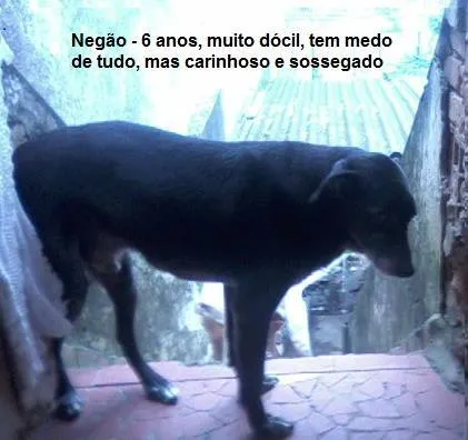 Cachorro raça SRD idade 6 ou mais anos nome NEGÃO
