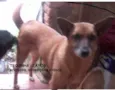 Cachorro raça SRD idade 6 ou mais anos nome TEQUINHA