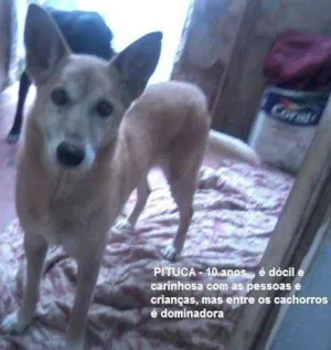 Cachorro raça SRD idade 6 ou mais anos nome PITUCA