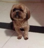 Cachorro ra a Lhasa Apso idade 1 ano nome Magu GRATIFICA