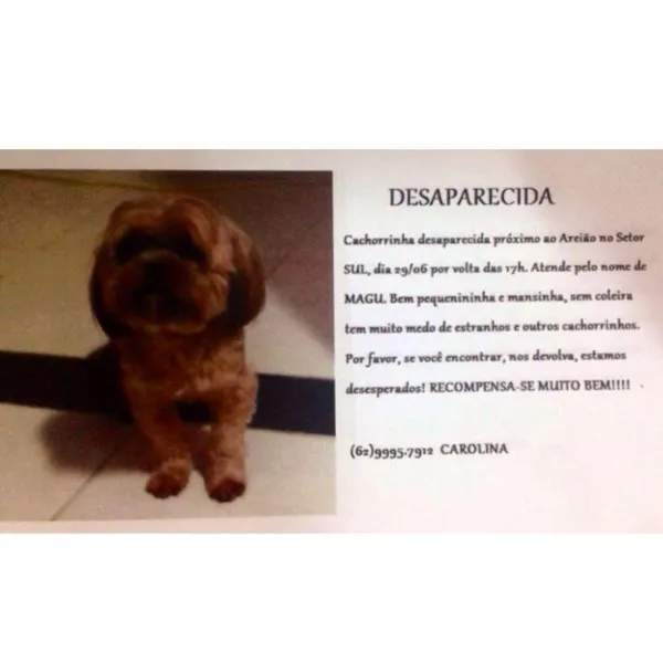 Cachorro ra a Lhasa Apso idade 1 ano nome Magu GRATIFICA