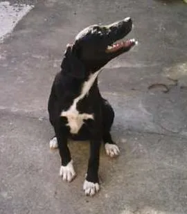 Cachorro raça SRD idade 2 a 6 meses nome Sara