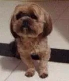 Cachorro ra a Lhasa Apso idade 1 ano nome Magu GRATIFICA