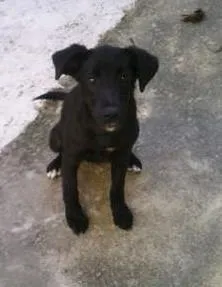 Cachorro raça SRD idade 2 a 6 meses nome Sarita