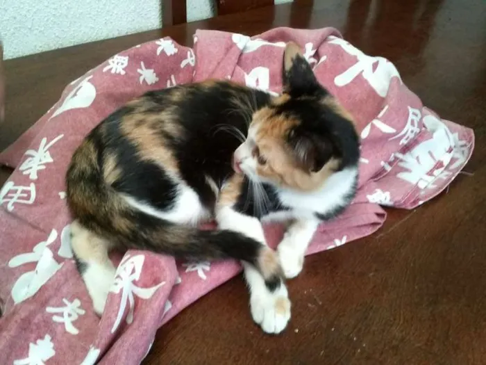 Gato ra a SRD idade  nome Pérola Thifany Romeu