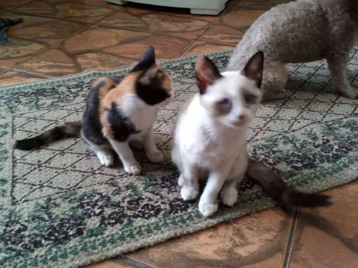 Gato ra a SRD idade  nome Pérola Thifany Romeu