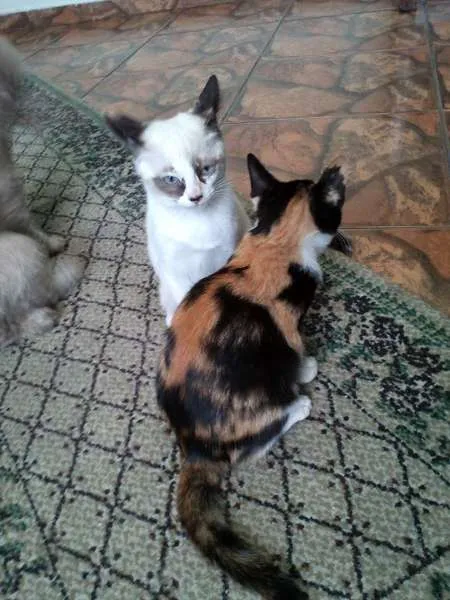 Gato ra a SRD idade  nome Pérola Thifany Romeu