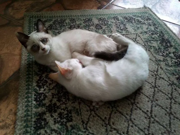Gato ra a SRD idade  nome Pérola Thifany Romeu