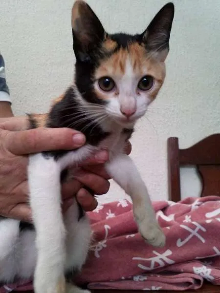Gato ra a SRD idade  nome Pérola Thifany Romeu