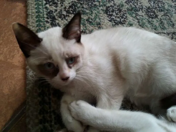 Gato ra a SRD idade  nome Pérola Thifany Romeu