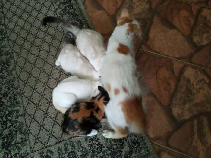 Gato ra a SRD idade  nome Pérola Thifany Romeu