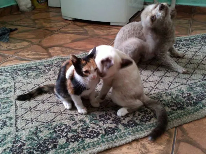 Gato ra a SRD idade  nome Pérola Thifany Romeu