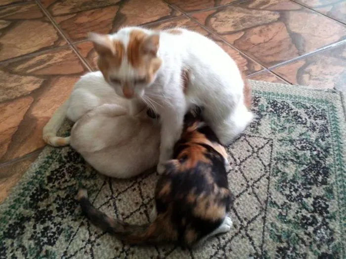 Gato ra a SRD idade  nome Pérola Thifany Romeu