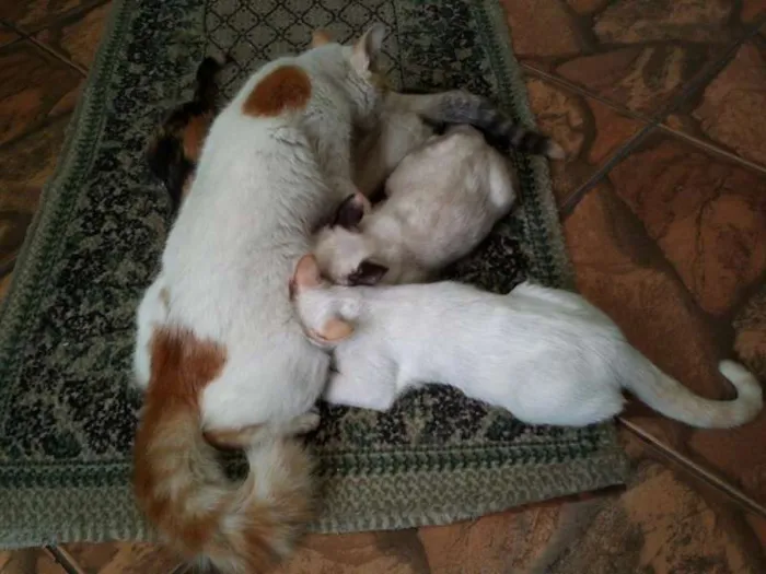 Gato ra a SRD idade  nome Pérola Thifany Romeu