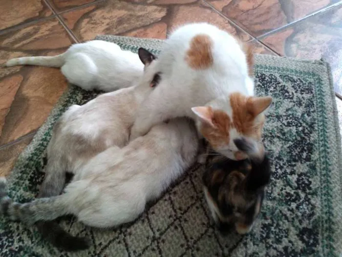 Gato ra a SRD idade  nome Pérola Thifany Romeu