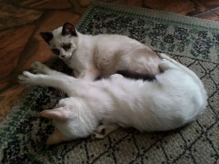 Gato ra a SRD idade  nome Pérola Thifany Romeu