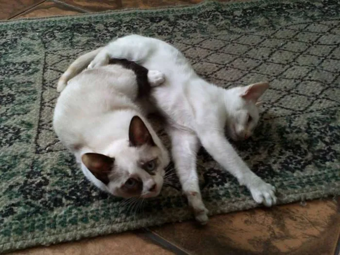 Gato ra a SRD idade  nome Pérola Thifany Romeu