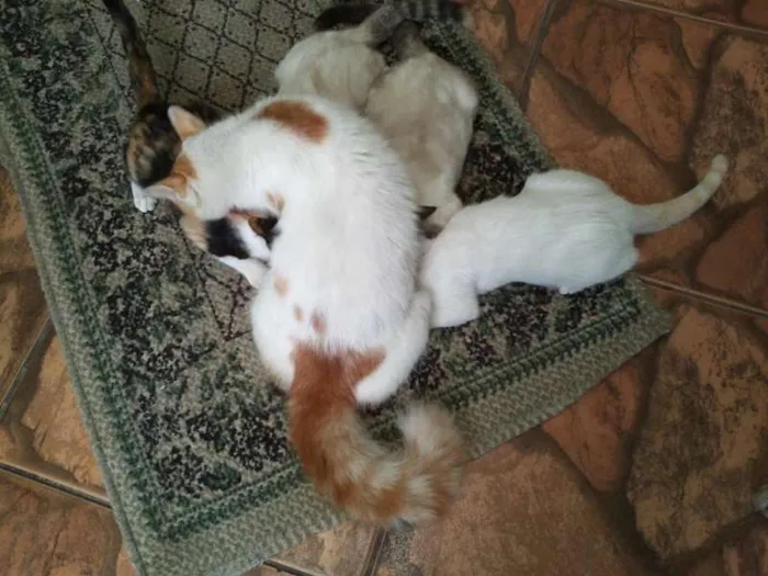 Gato ra a SRD idade  nome Pérola Thifany Romeu