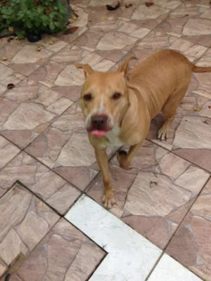 Cachorro raça Pitbull idade 4 anos nome Boksuni