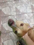 Boksuni