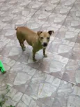 Boksuni