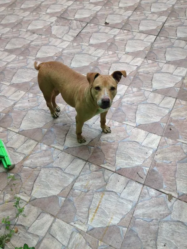 Cachorro raça Pitbull idade 4 anos nome Boksuni