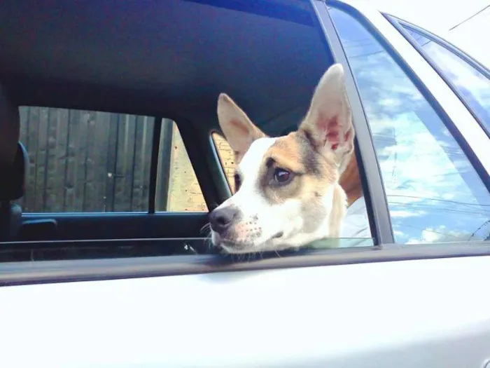 Cachorro raça SRD idade 2 anos nome Lupe GRATIFICA