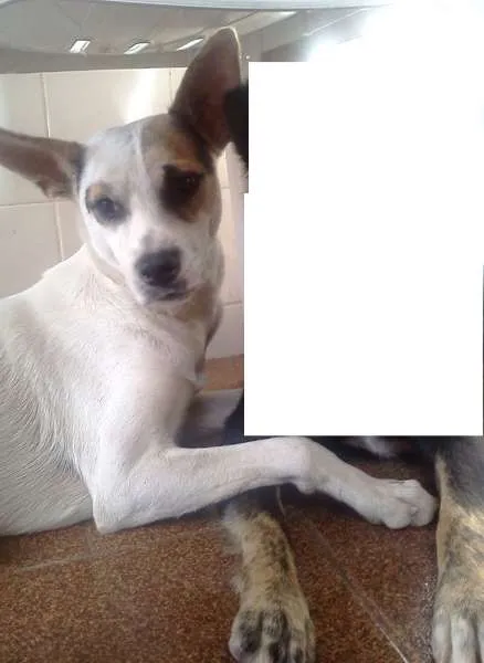 Cachorro raça SRD idade 2 anos nome Lupe GRATIFICA